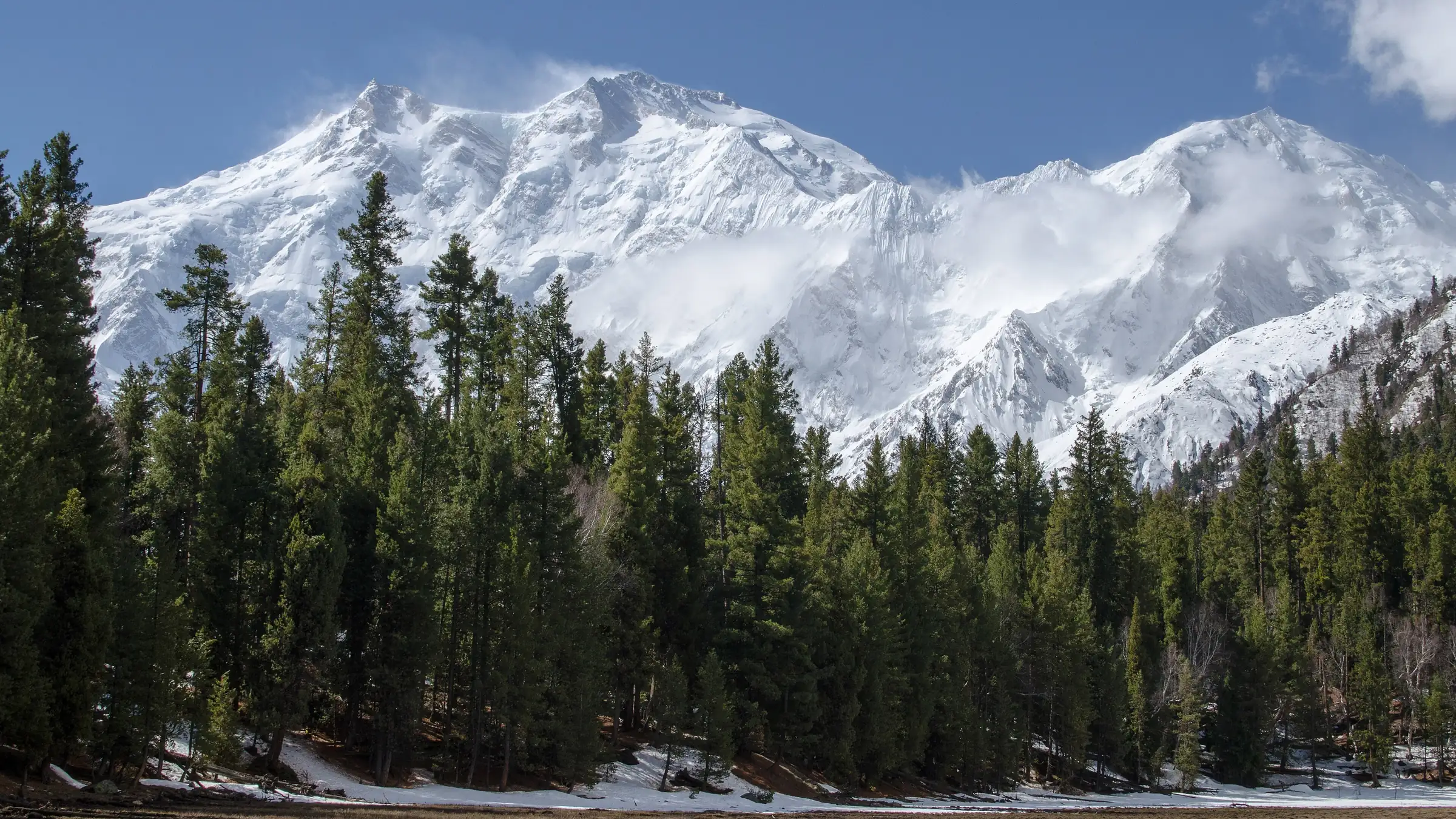 Nanga Parbat rising above the pine forest of Fairy Meadows