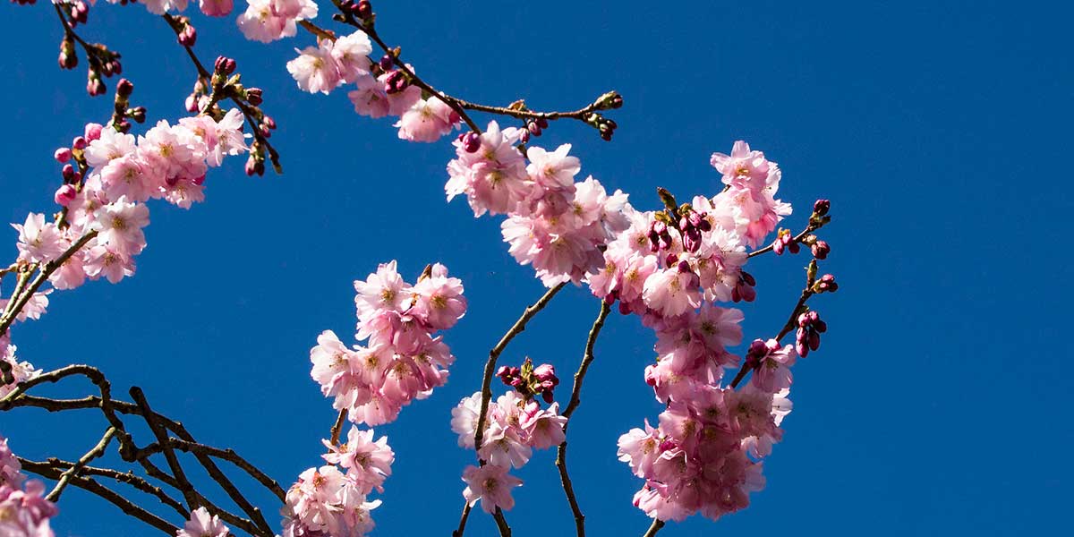 Hunza Apricot Blossom Tour