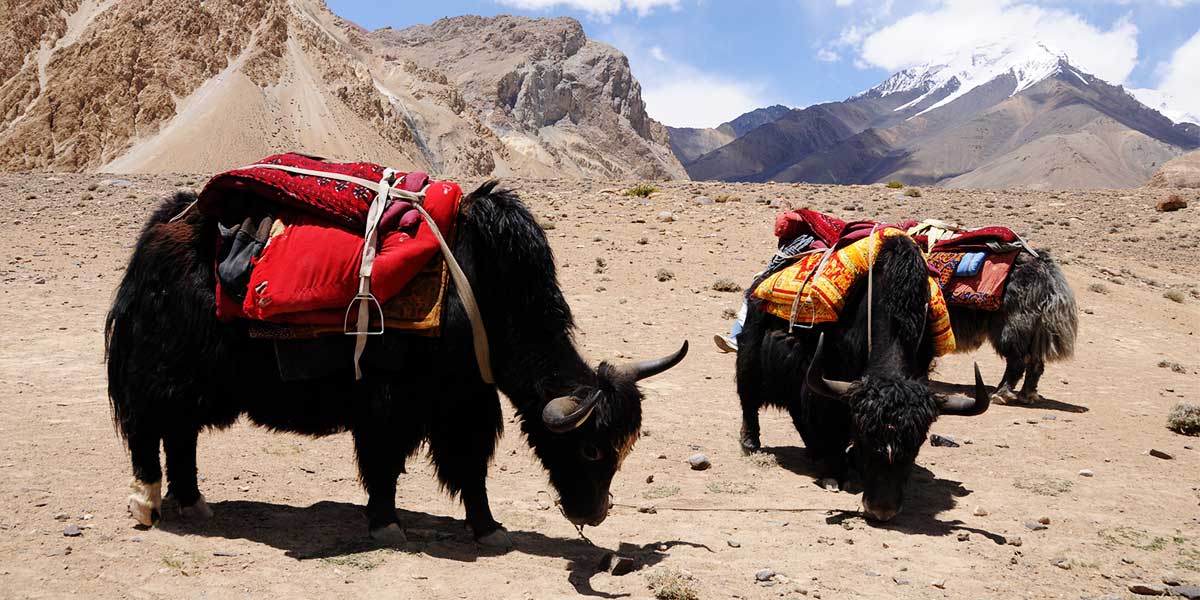 Yak Safari Shimshal Valley